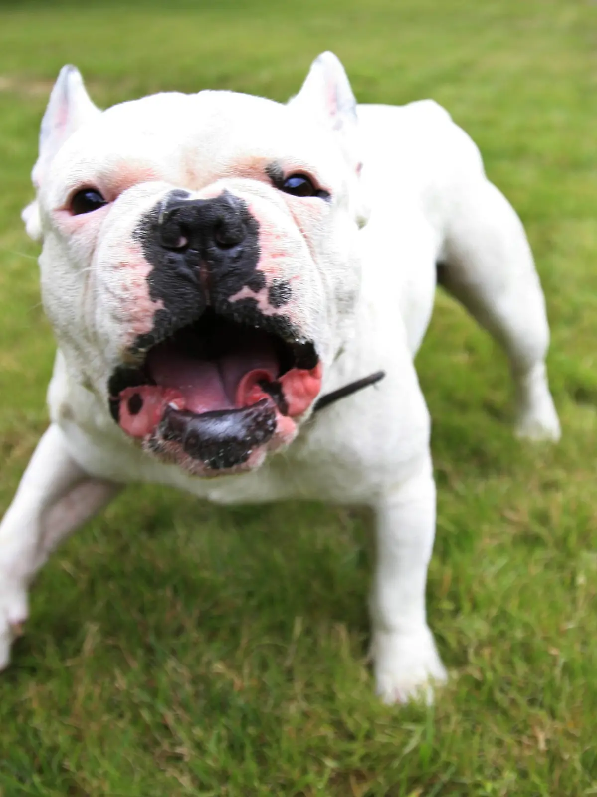 Französische Bulldogge