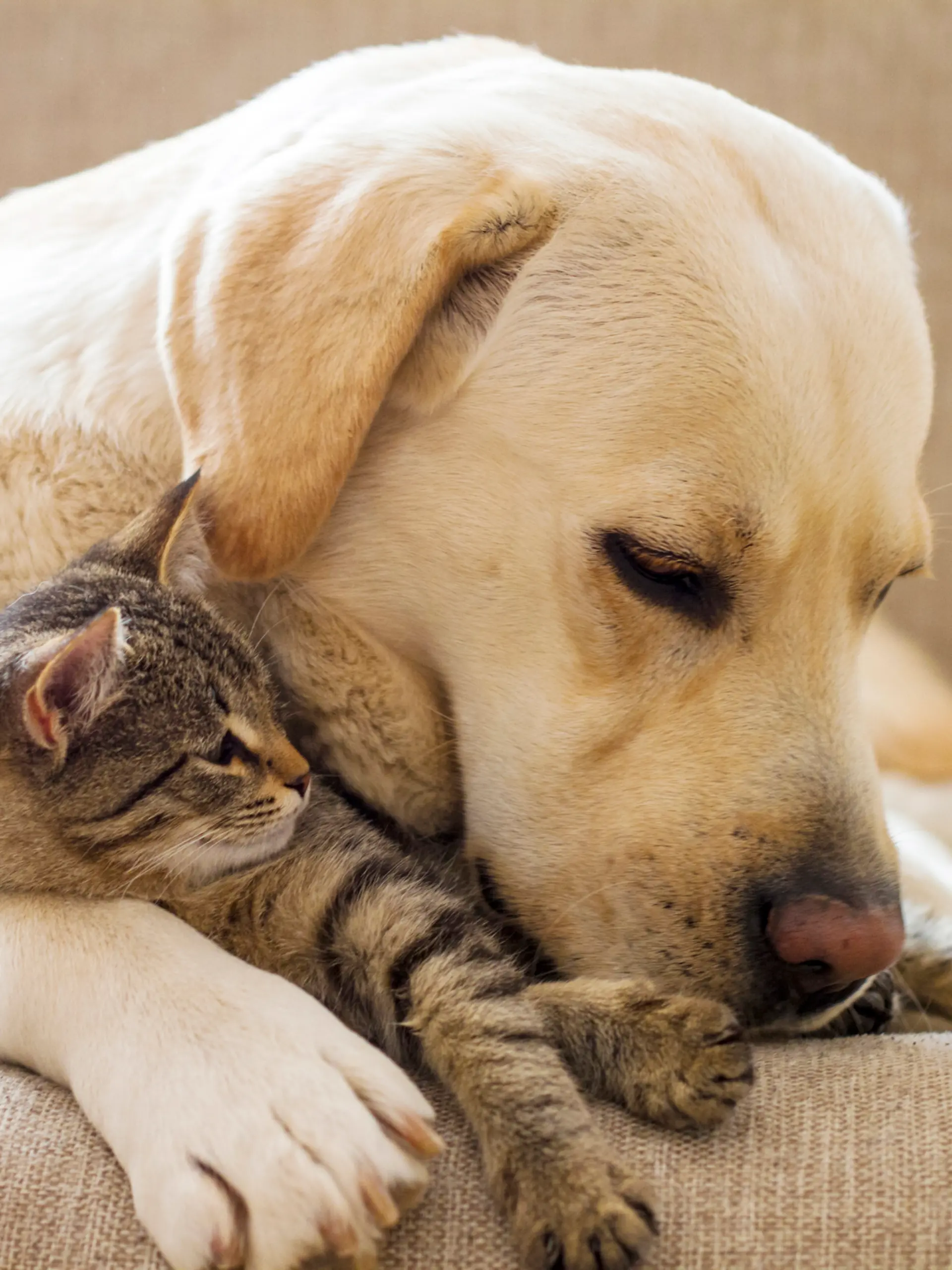 Hund und Katze kuscheln