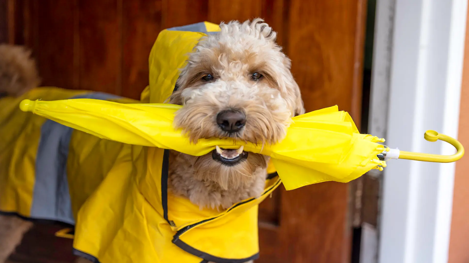 High quality stock photos of a Goldendoodle ready to go on a rainy day walk with a yellow slicker and umbrella.