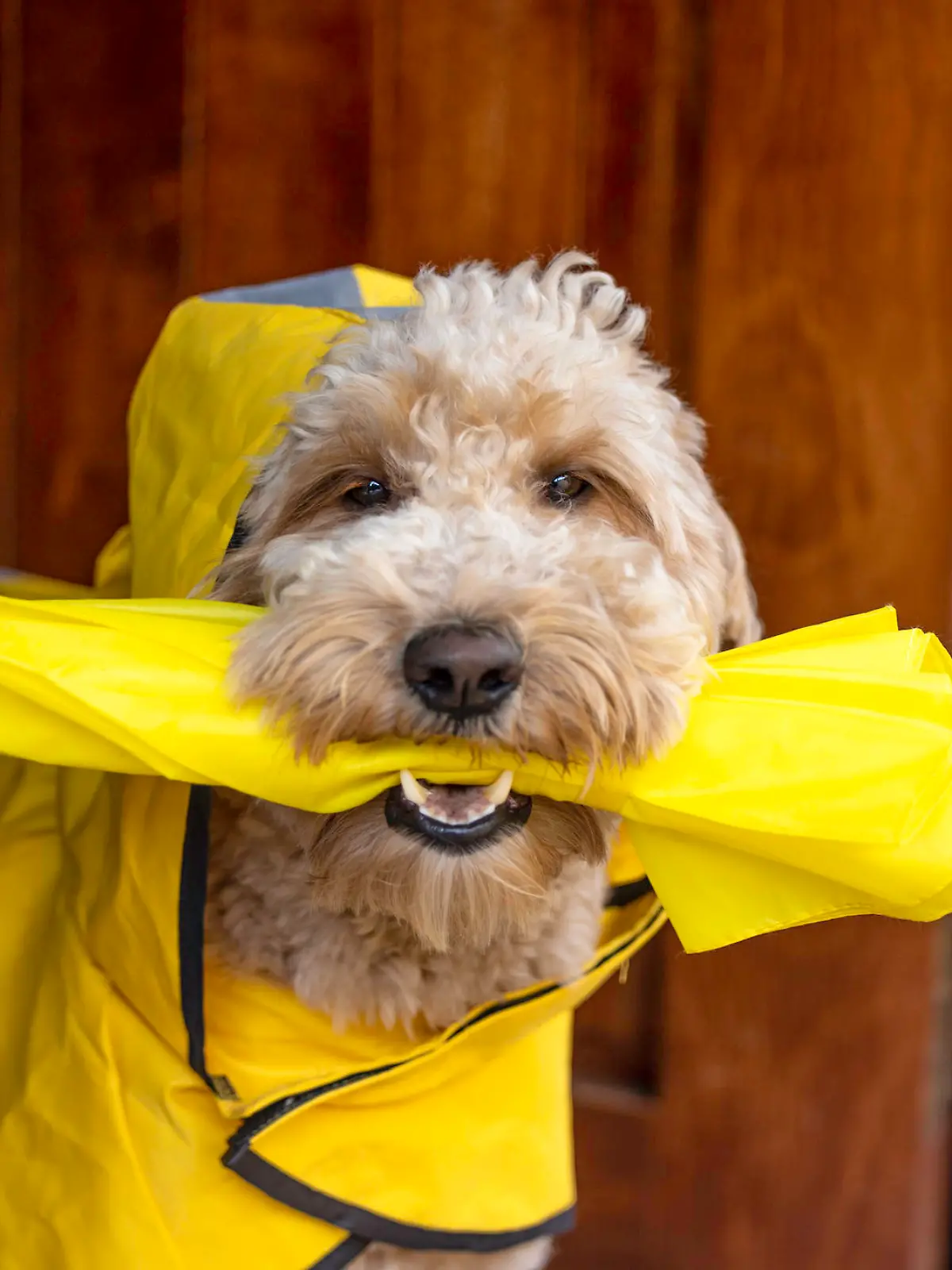High quality stock photos of a Goldendoodle ready to go on a rainy day walk with a yellow slicker and umbrella.