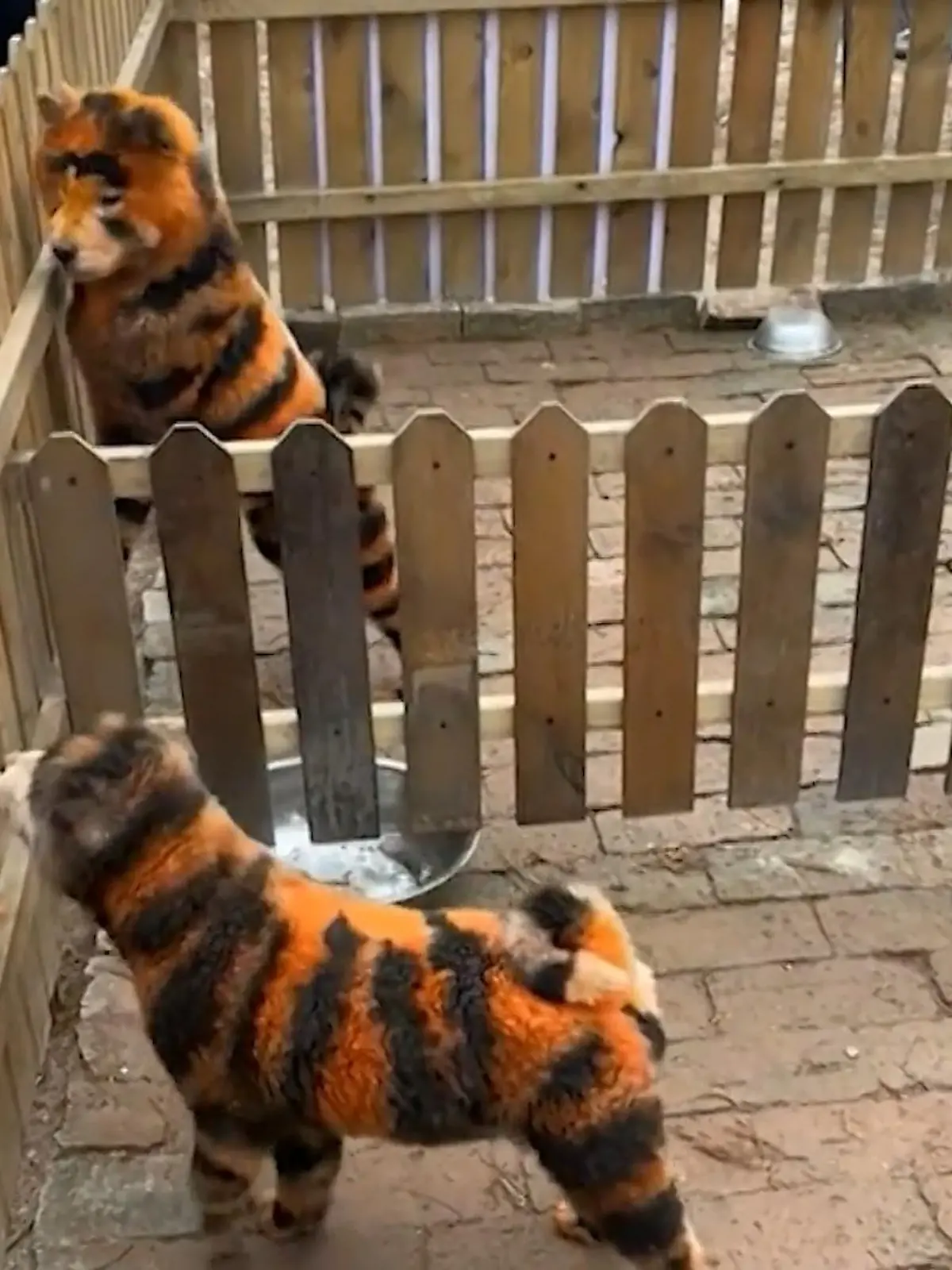 Bild zu: "Hundsgemein! Erst Pandas, jetzt Tiger – Zoo veräppelt Besucher"