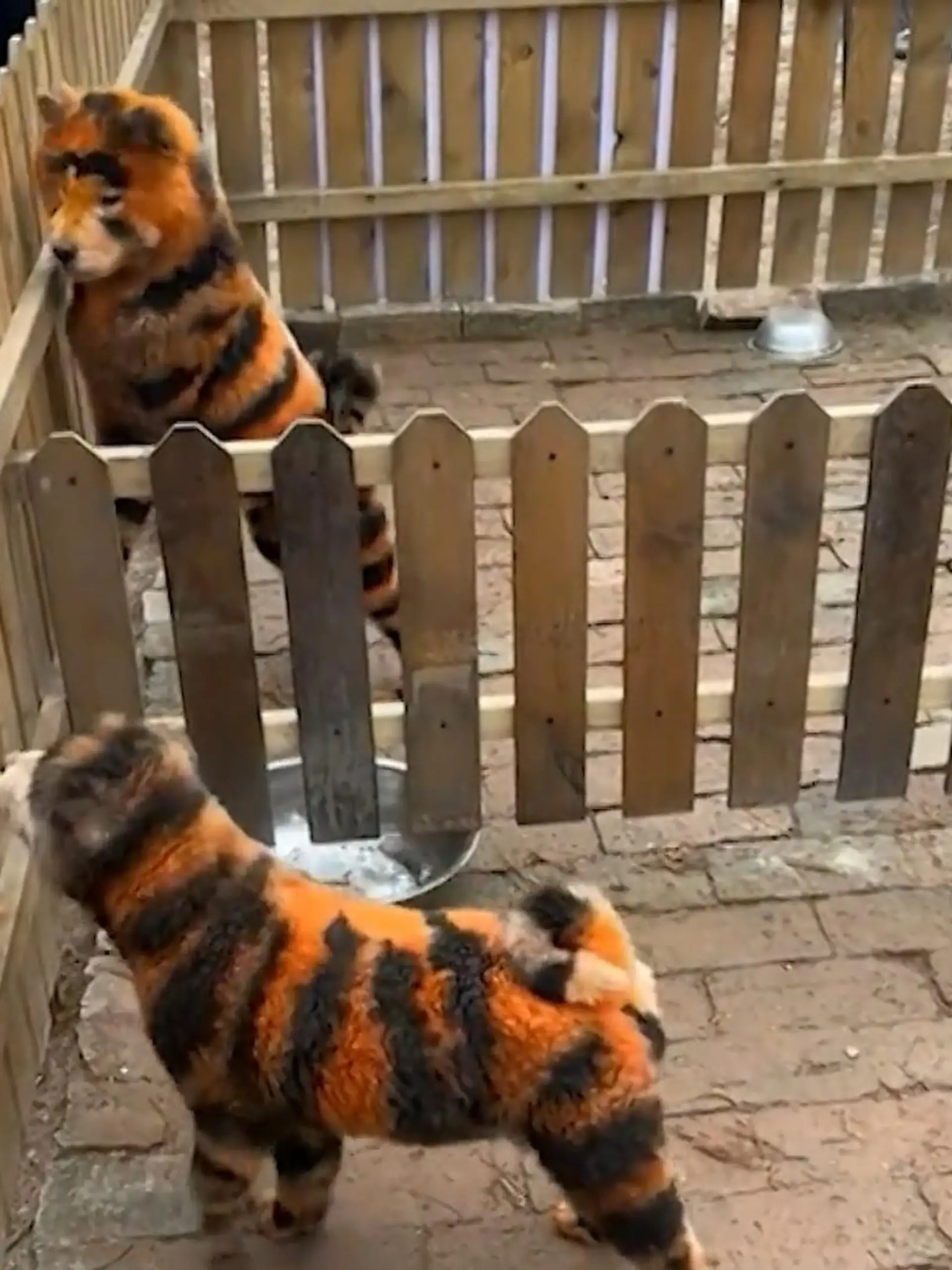 Bild zu: "Hundsgemein! Erst Pandas, jetzt Tiger – Zoo veräppelt Besucher"