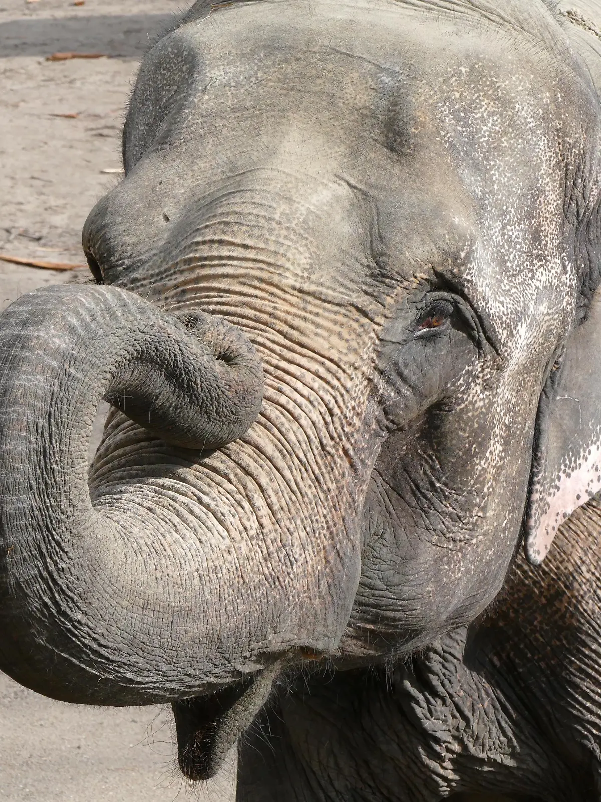 Bild zu: "Hagenbeck trauert! Elefantendame Shandra ist tot"