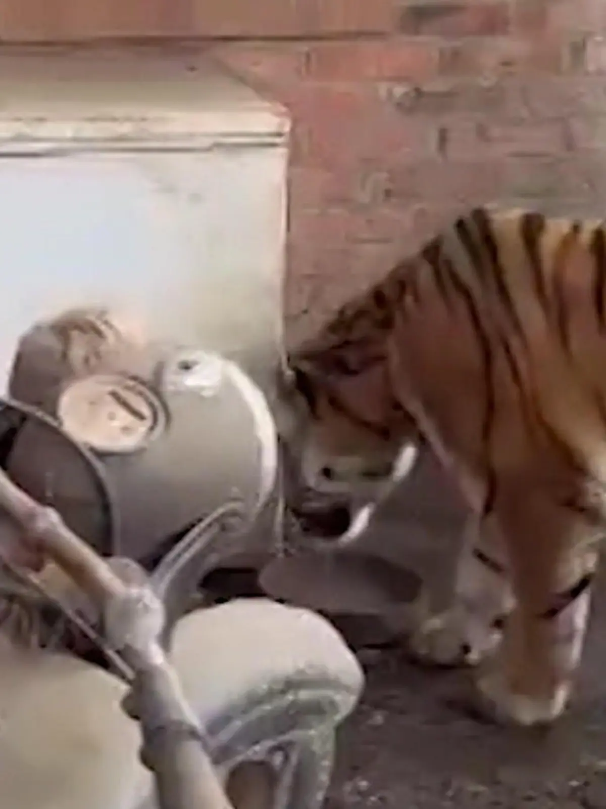 Bild zu: "Diesen Nachbarn will keiner! Mann hält Tiger im Schuppen"