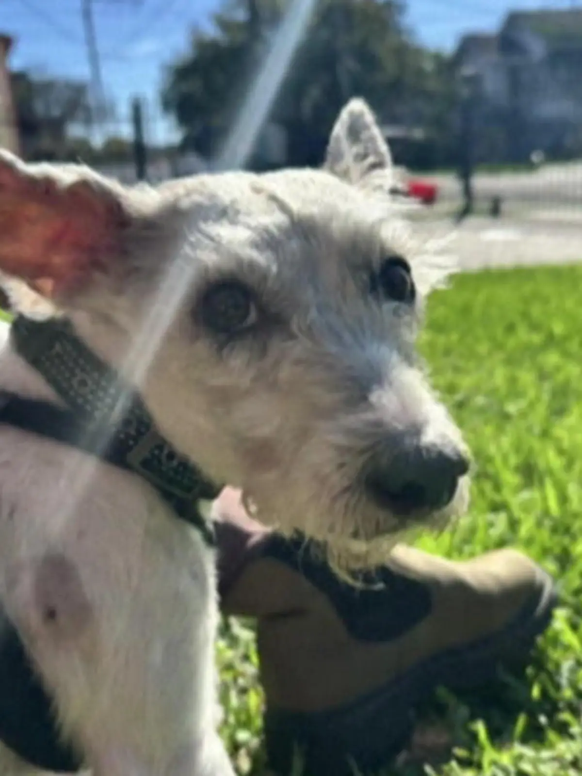 Ein Terrier-Mischling schaut in die Kamera.
