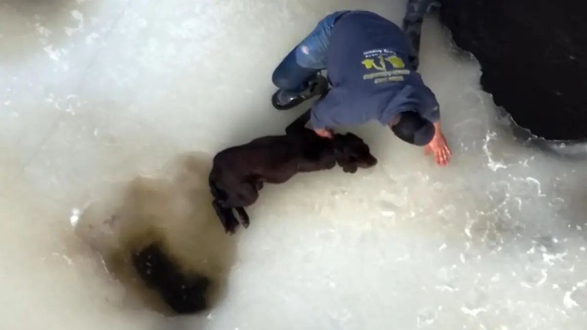 Herrchen rettet Hund aus Eisloch - dank dieser Idee Kurz vor dem Erfrieren!
