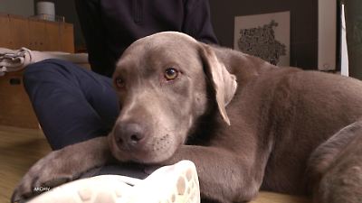Tiere aus dem Tierheim adoptieren: Worauf kommt es an?