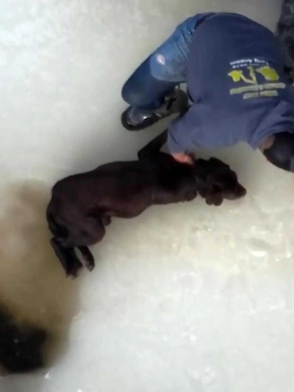 Herrchen rettet Hund aus Eisloch - dank dieser Idee 