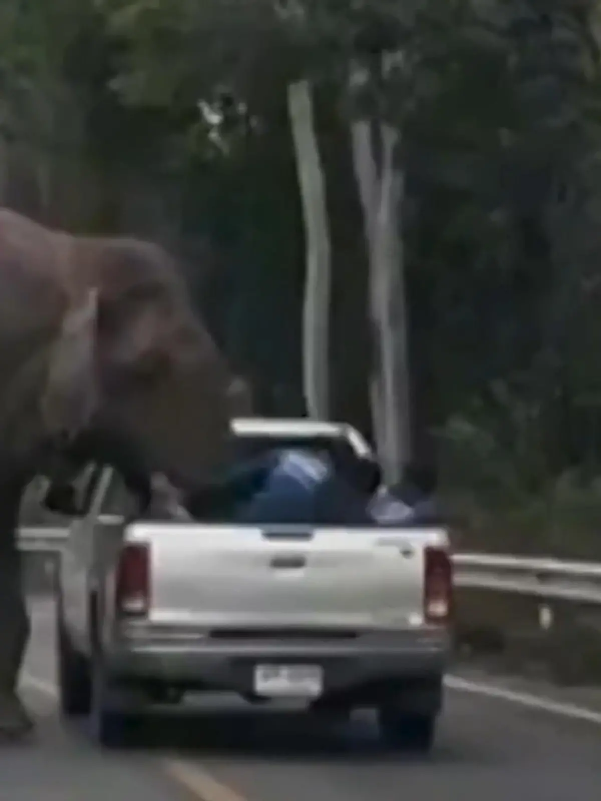 Bild zu: "Wilde Attacke! Elefant schmeißt Mann von Auto-Ladefläche"