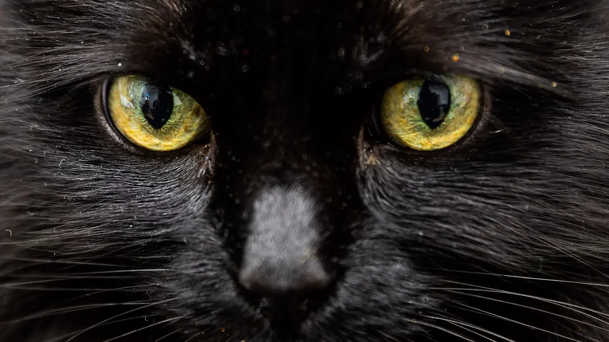 Mehrere Tage lang wurde die Katze vermisst. (Symbolbild)