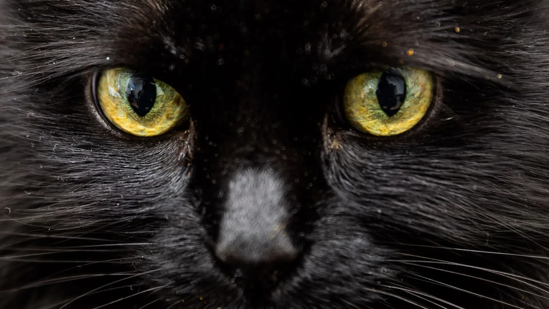 Mehrere Tage lang wurde die Katze vermisst. (Symbolbild)