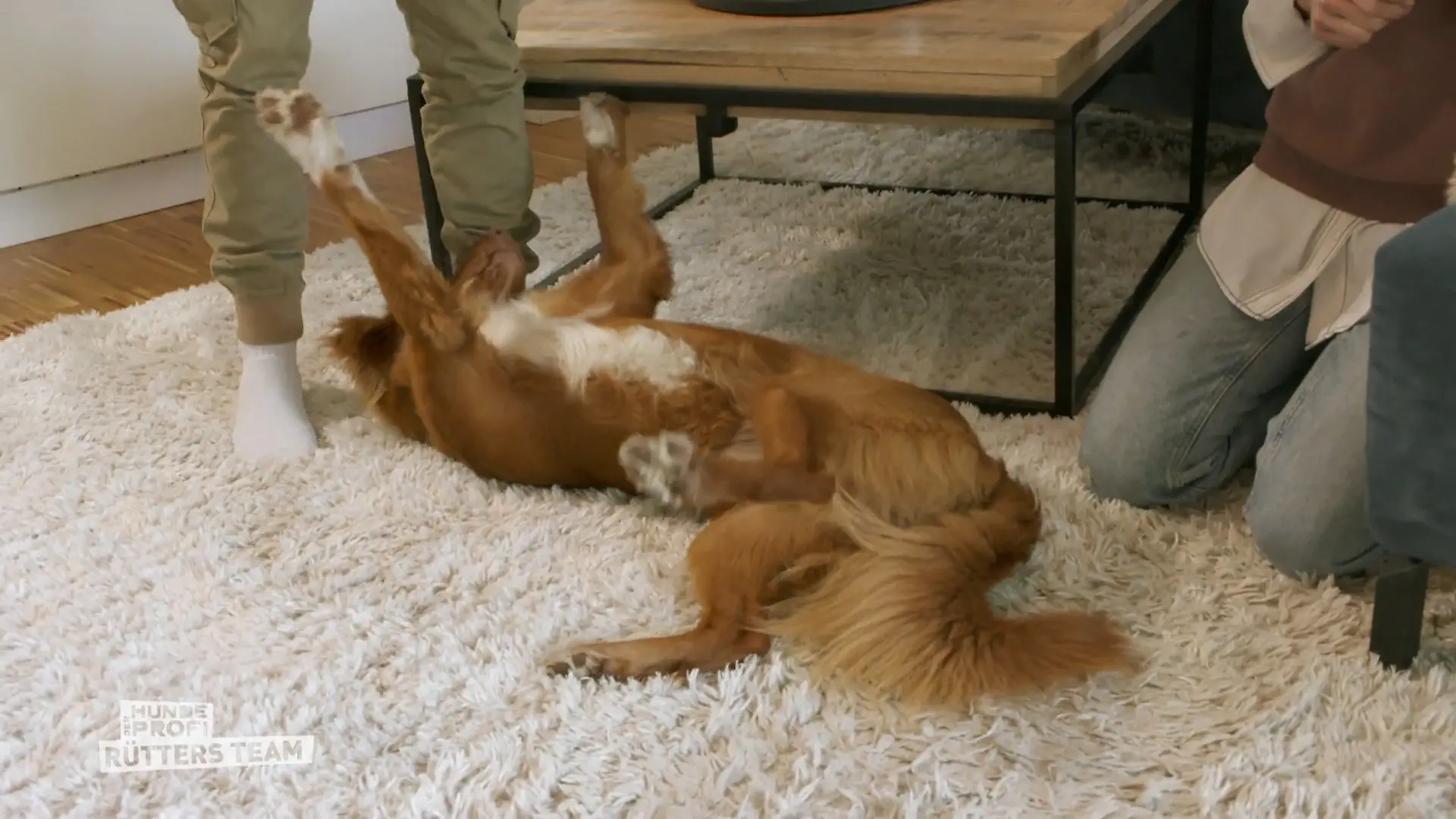 Er braucht viel Aufmerksamkeit Duck Tolling Retriever Capper