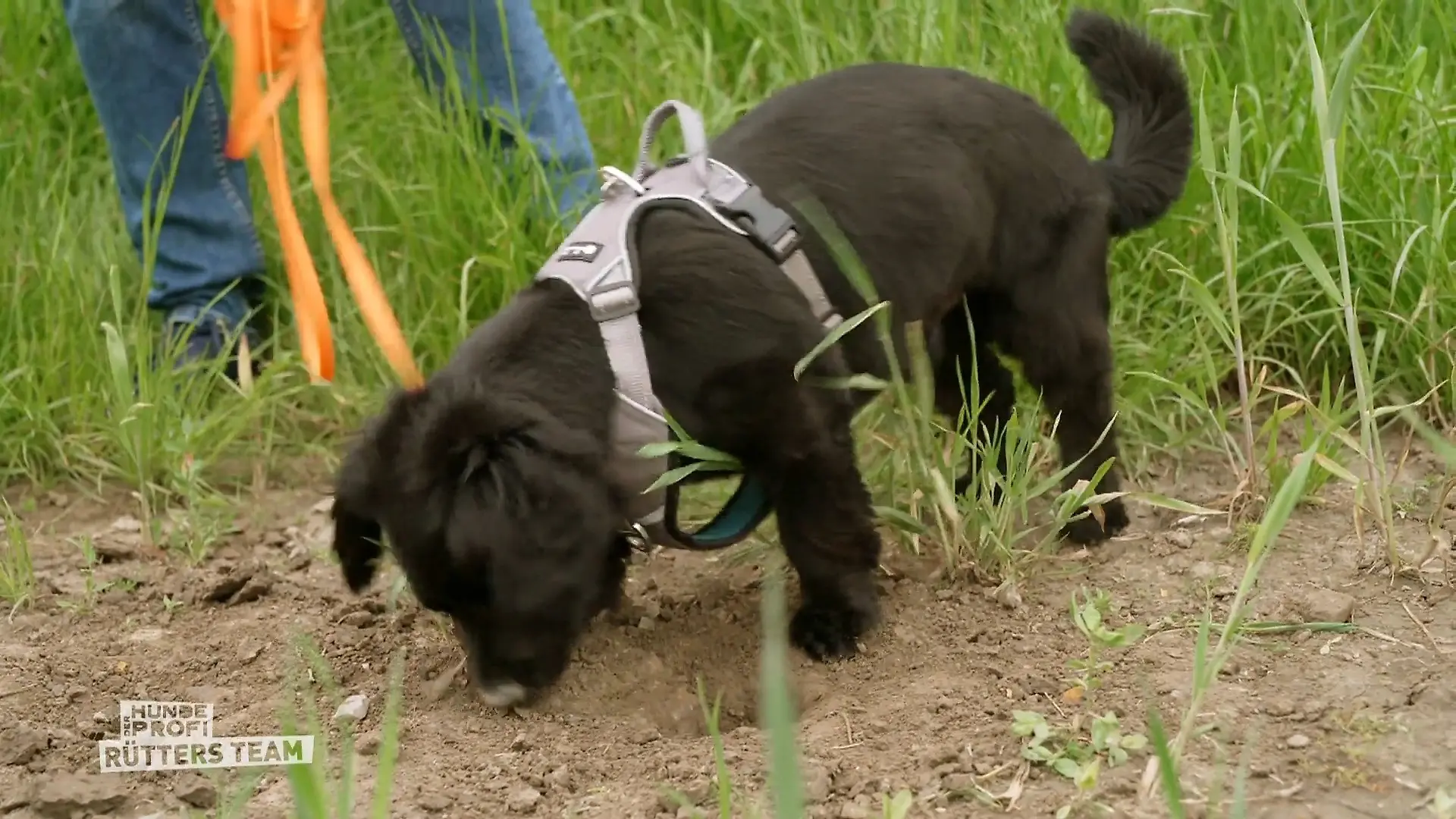 Balou muss jetzt richtig arbeiten Melle ist zurück