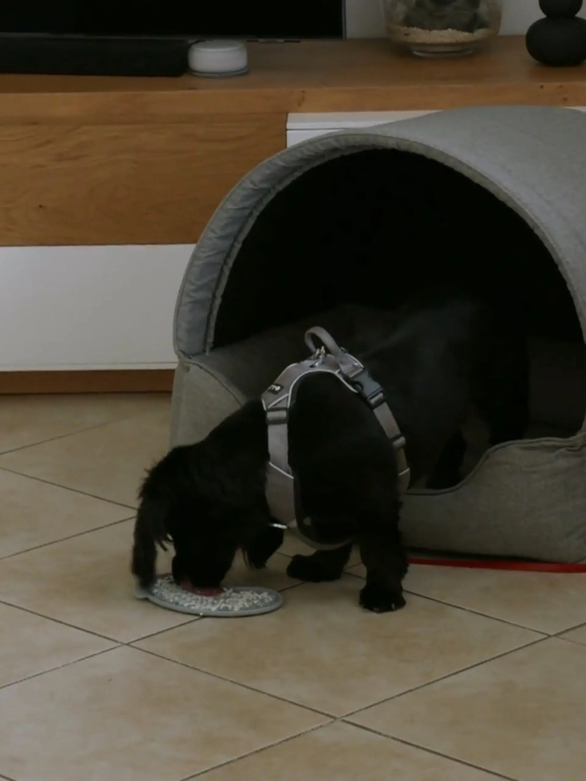 Bild zu: "Balou und seine Eltern müssen dranbleiben"
