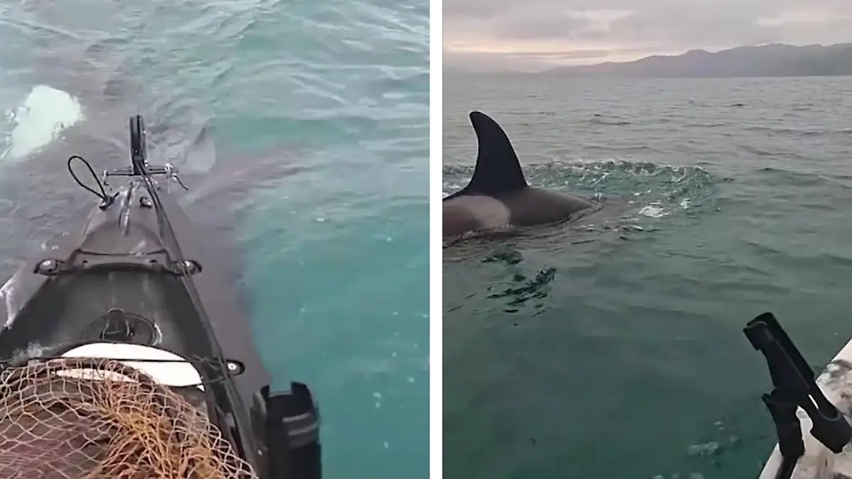 Achtung OOOORCAS! Killerwale umzingeln Angler Er kann nur noch schreien!