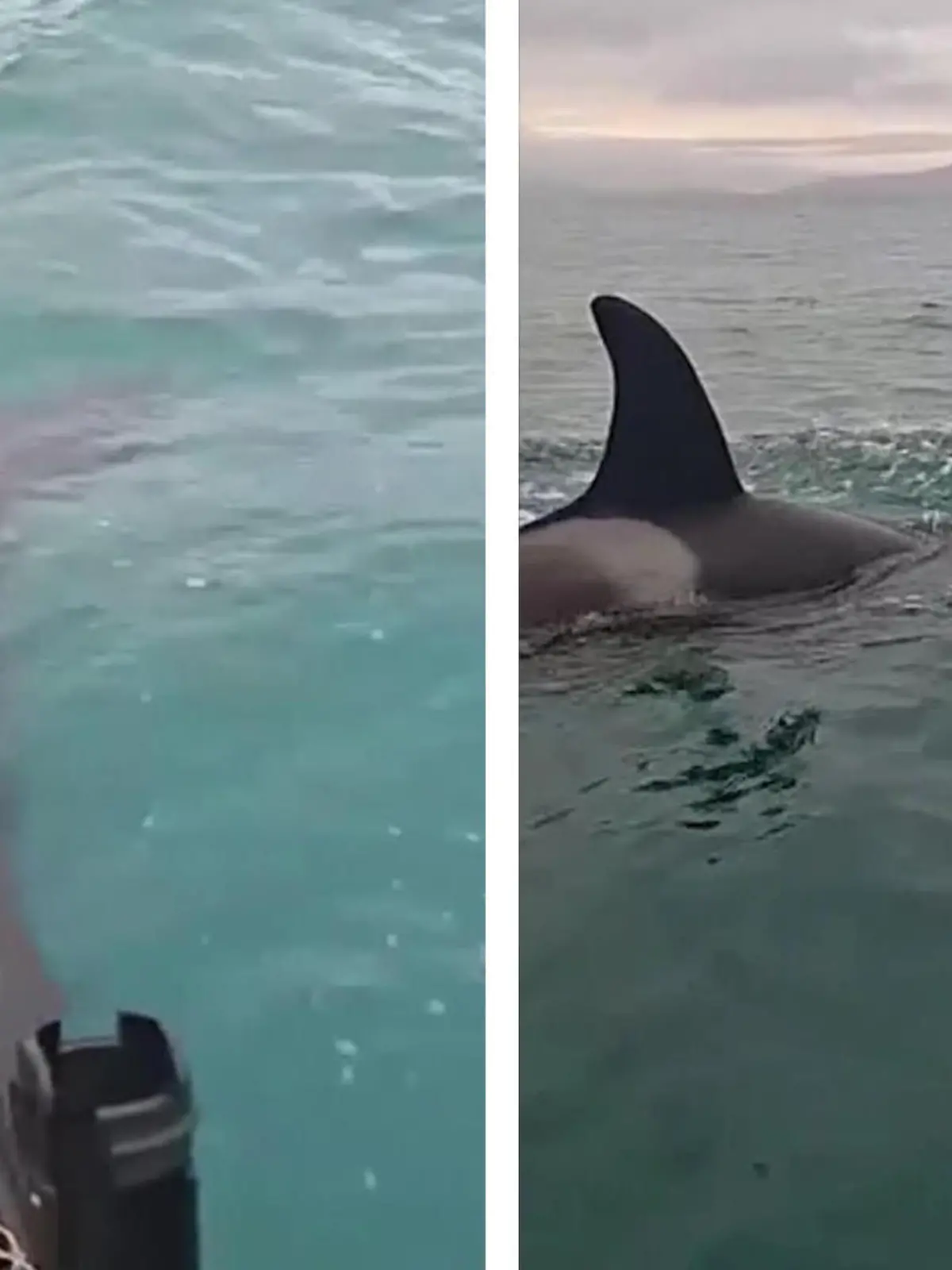Bild zu: "Orca-Alarm! Killerwale umzingeln Angler "