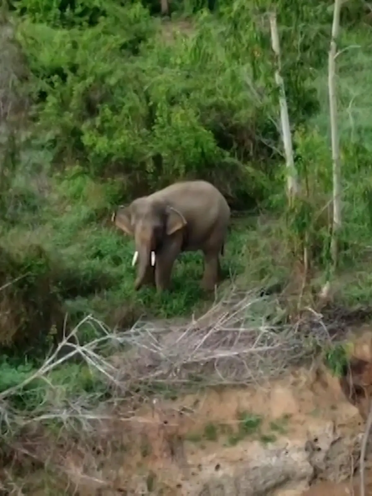 Bild zu: "Sun ist der einsamste Elefant der Welt"