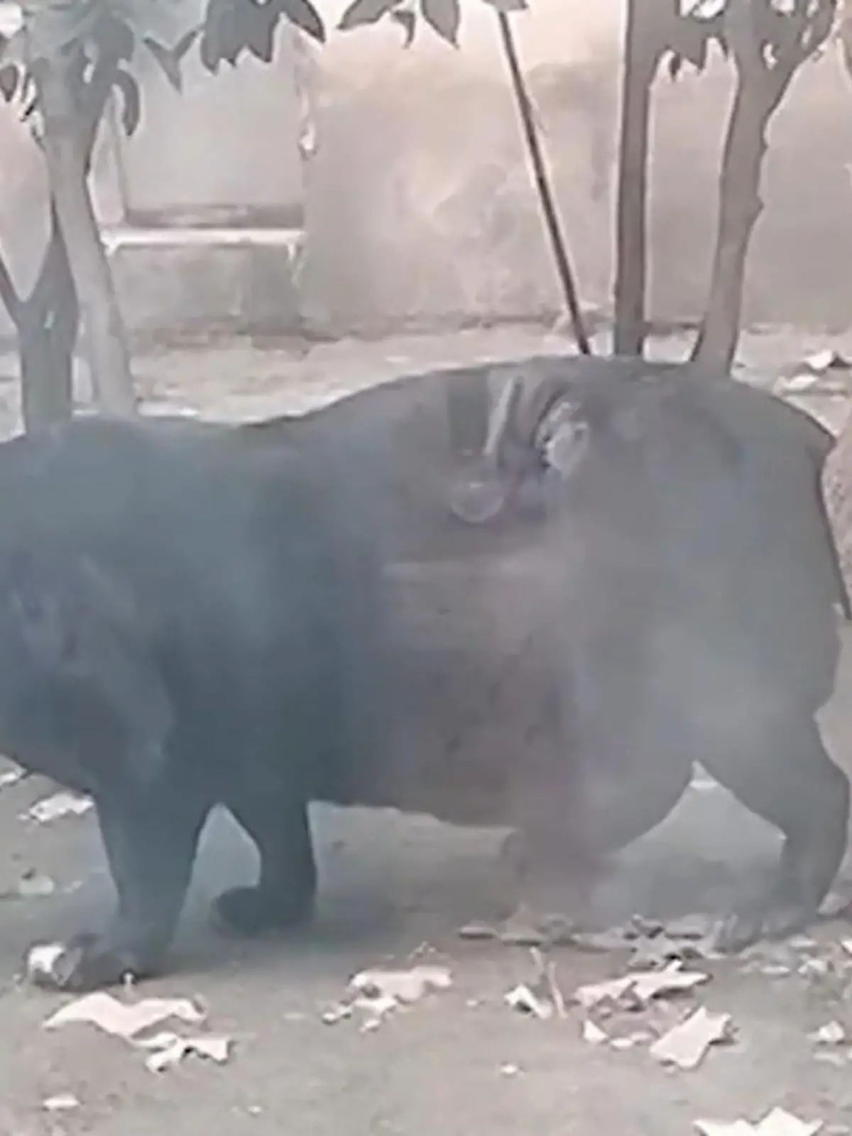 Übergewichtiger Panther schockt Besucher – Zoo redet sich raus 