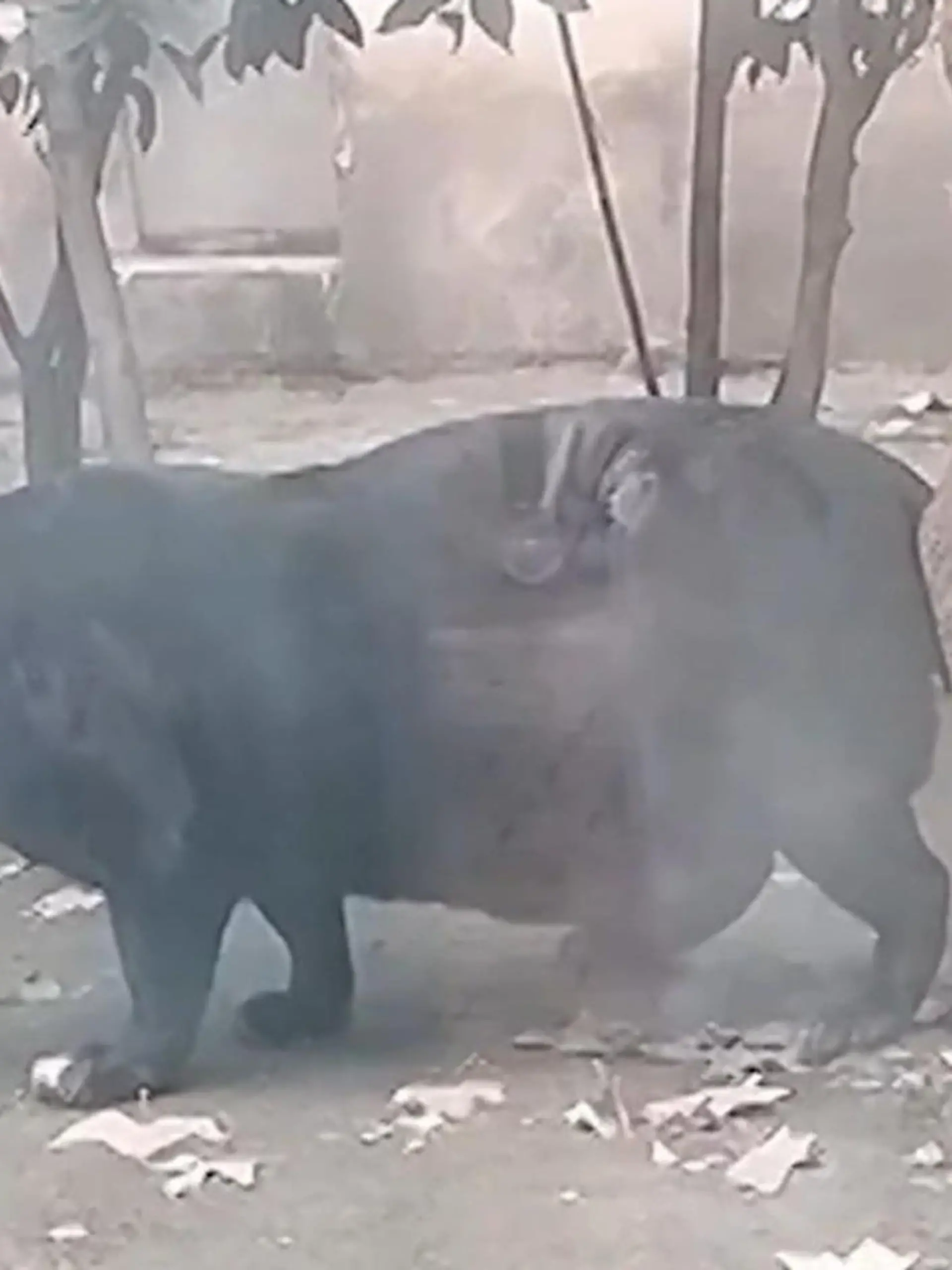Übergewichtiger Panther schockt Besucher – Zoo redet sich raus 