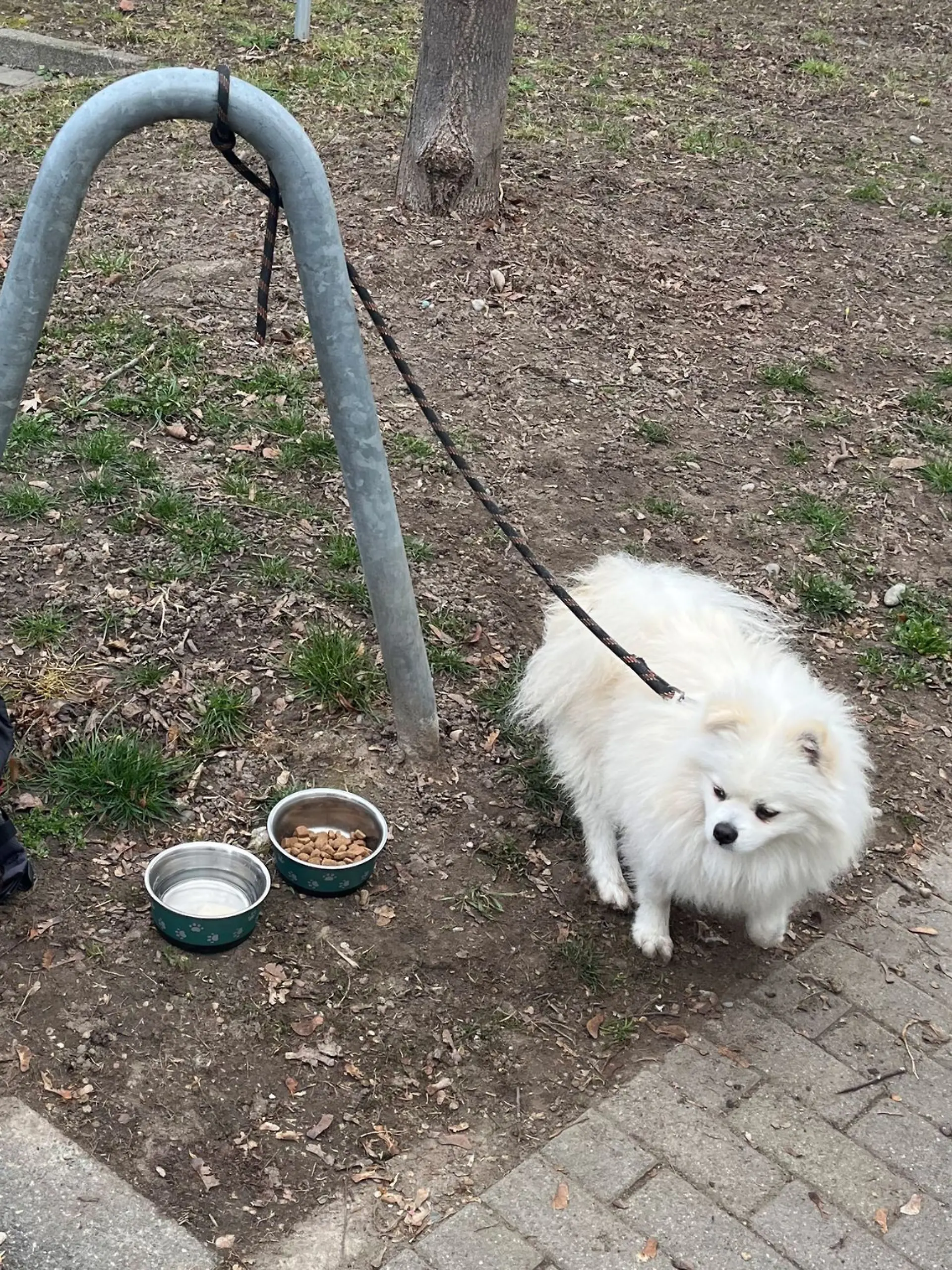 Bild zu: "Hund mit „Zu verschenken“-Schild ausgesetzt"