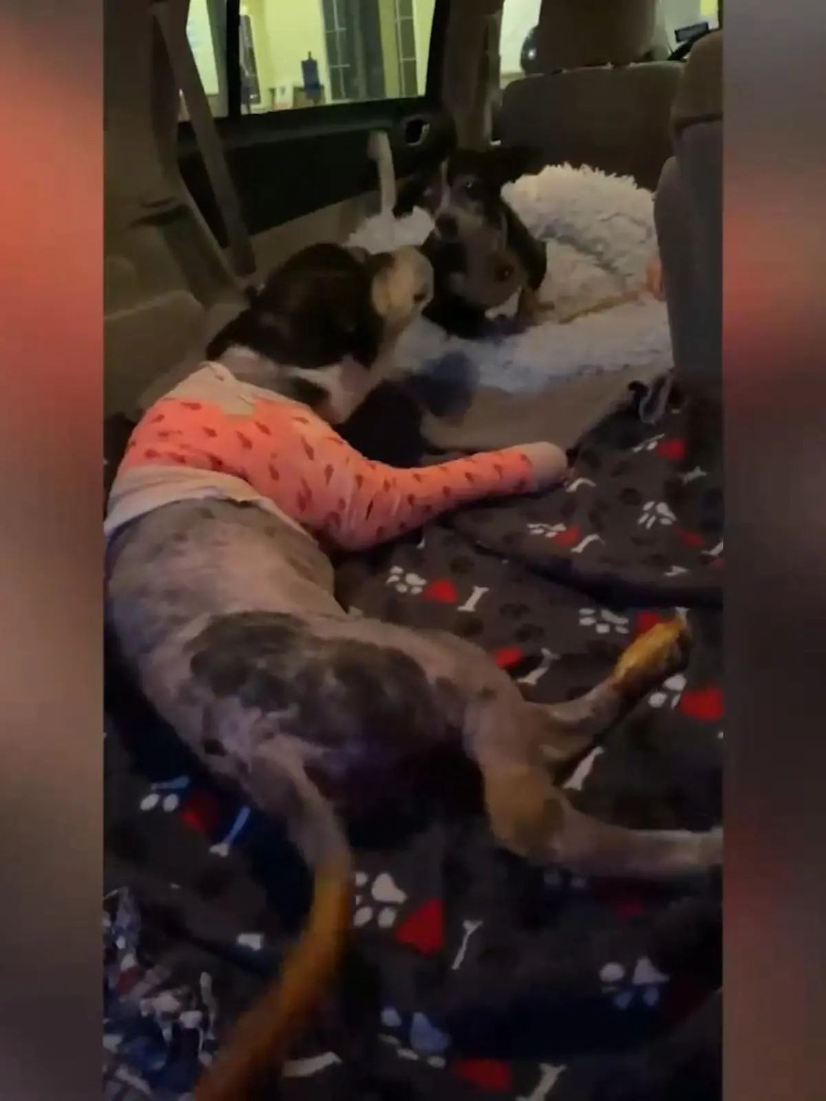 Wegen eines Facebook-Aufrufs fährt ein Paar an eine abgelegene Landstraße – angeblich liegt dort ein Hundewelpe alleine am Straßenrand. Als die Beiden dort ankommen, merken sie, dass der Welpe nicht das Opfer, sondern der Held der Geschichte ist.