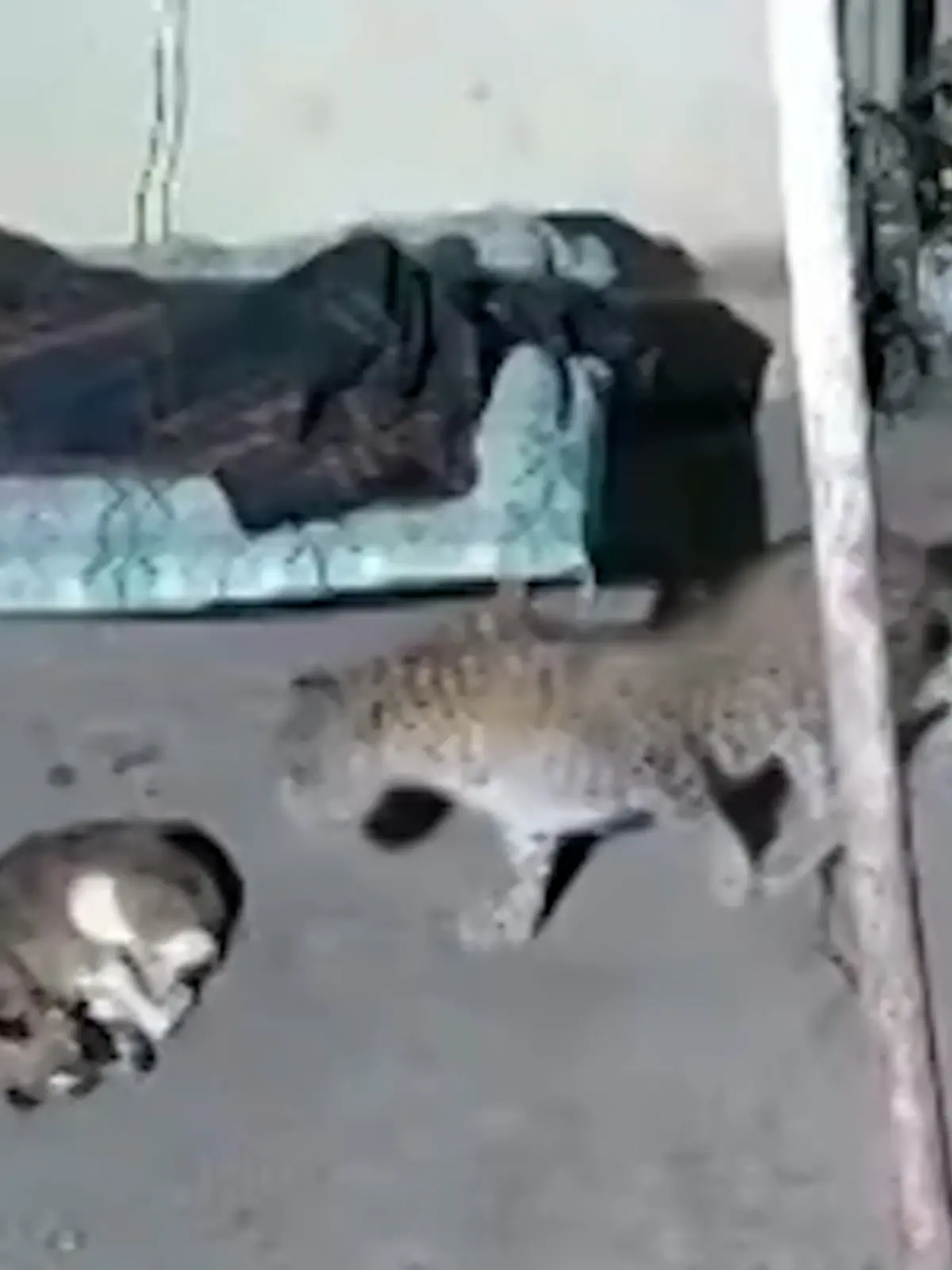 Ein Mann liegt mit seinem Handy auf einer Liege, während sein Hund auf dem Boden neben ihm schläft und ein Leopard sich anschleicht