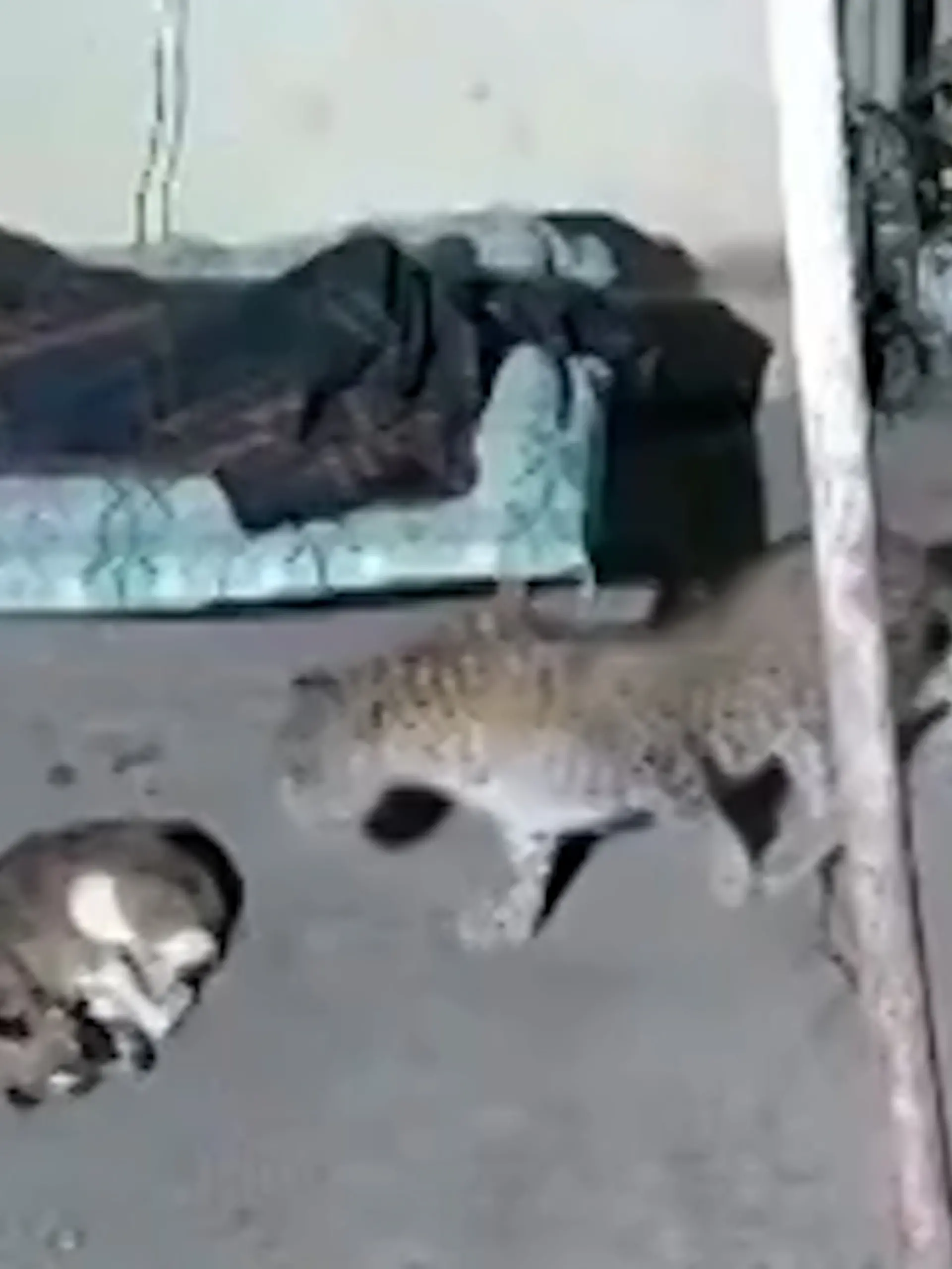 Ein Mann liegt mit seinem Handy auf einer Liege, während sein Hund auf dem Boden neben ihm schläft und ein Leopard sich anschleicht