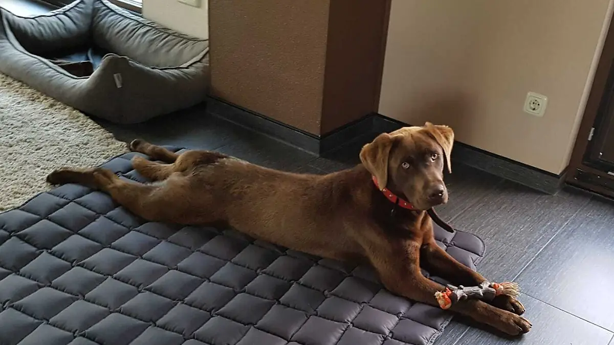 Labrador Enno soll Opfer einer Entührung geworden sein, vermutet seine Familie. 