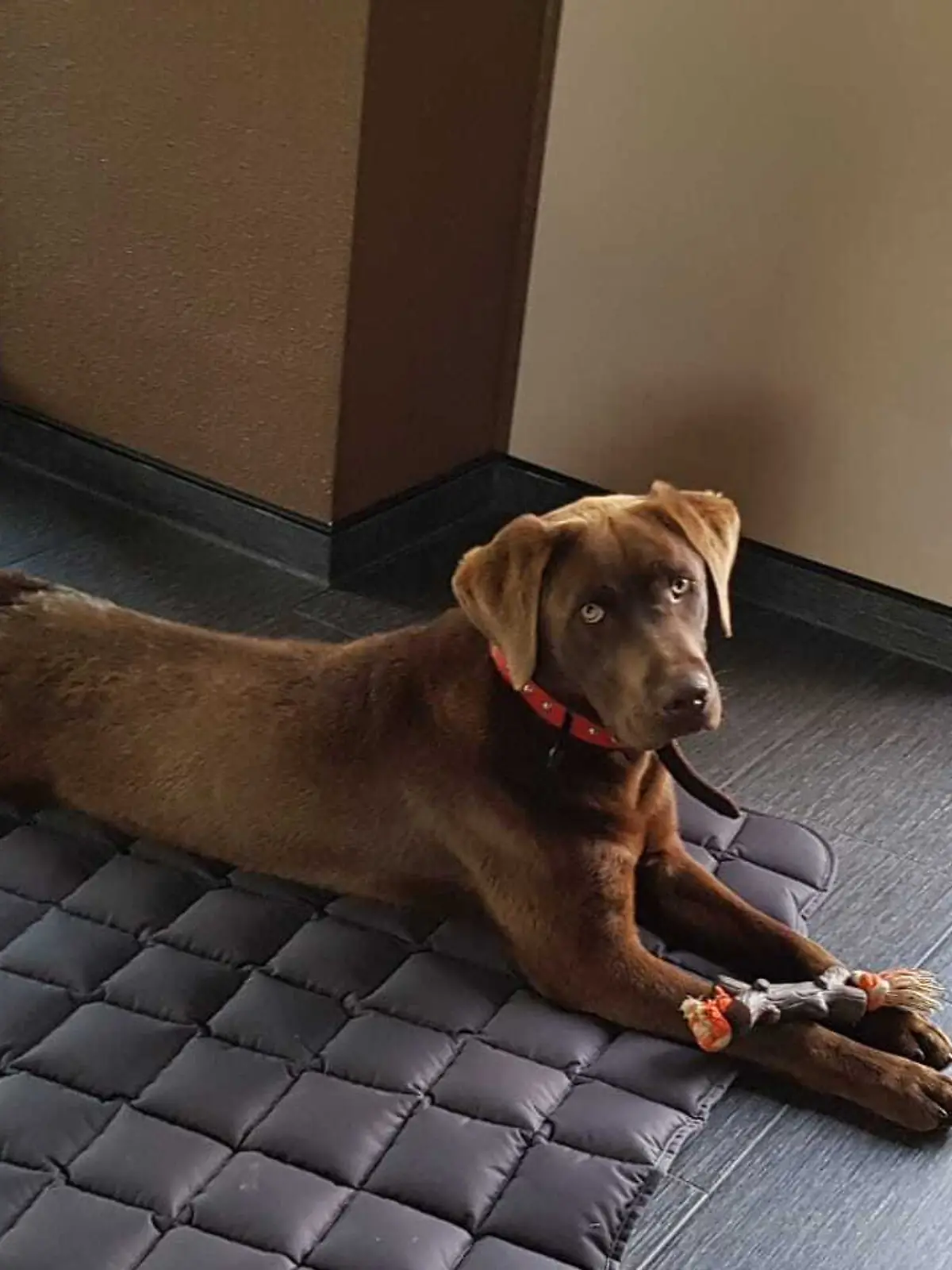 Labrador Enno soll Opfer einer Entührung geworden sein, vermutet seine Familie. 