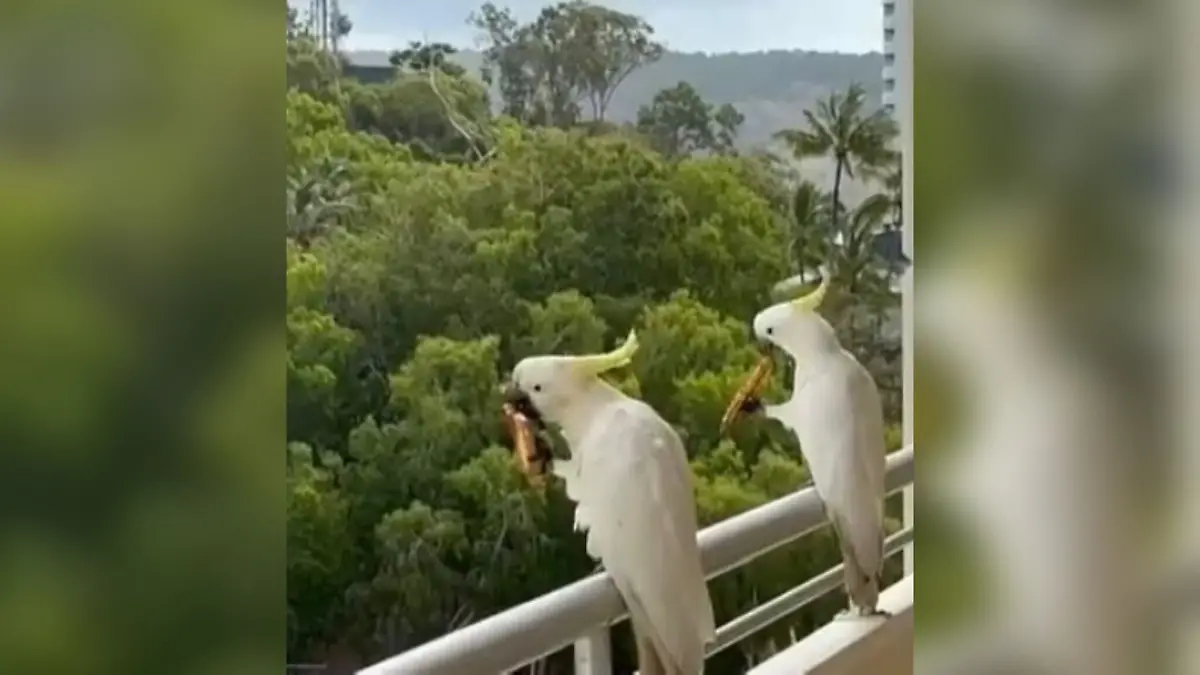 Die beiden Kakadus genießen ihre leckere Pizza und die schöne Aussicht.