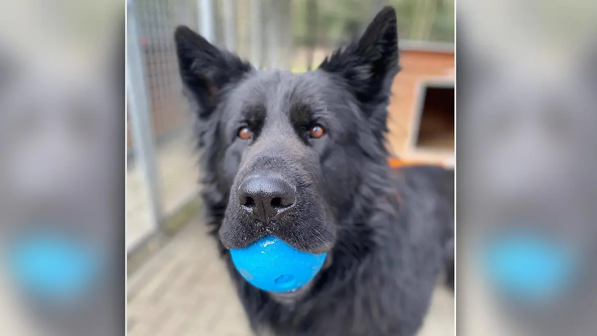 Hund Rocky ist auf der Suche nach einem neuen Zuhause.
