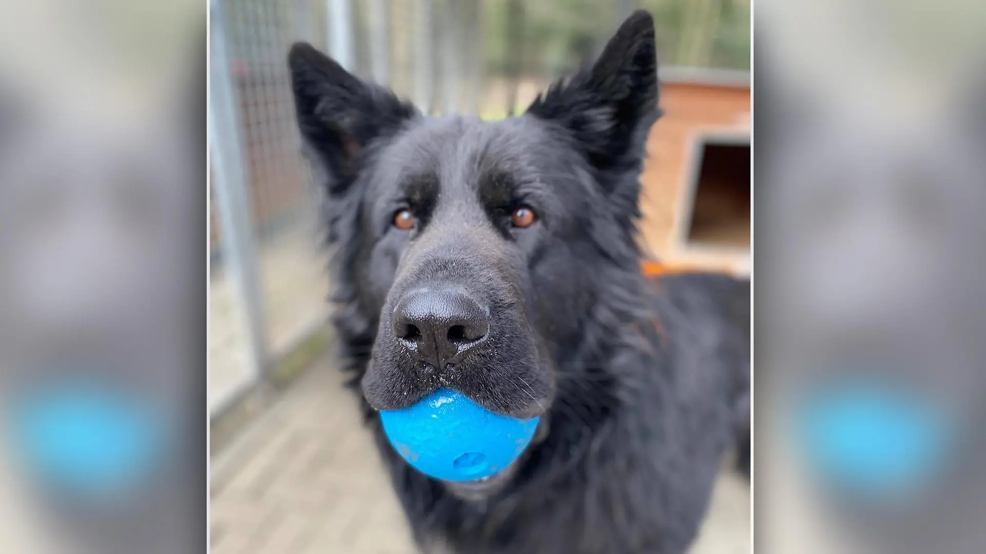 Hund Rocky ist auf der Suche nach einem neuen Zuhause.