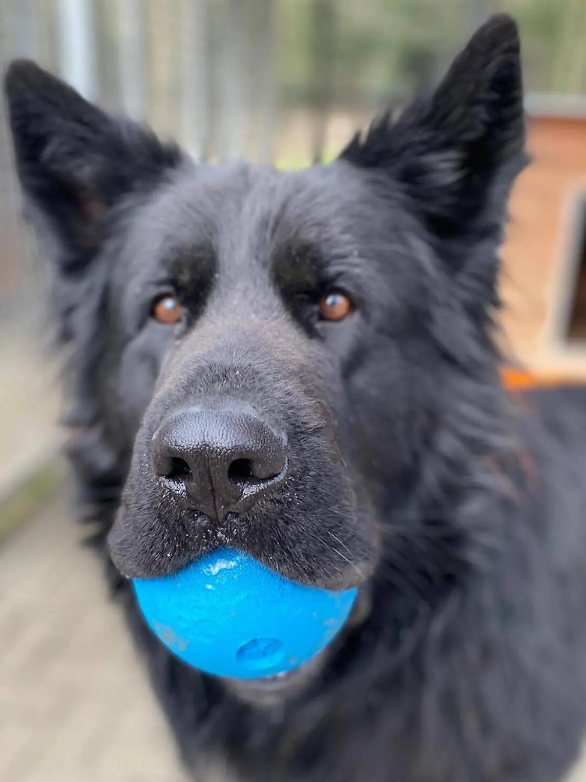 Hund Rocky ist auf der Suche nach einem neuen Zuhause.