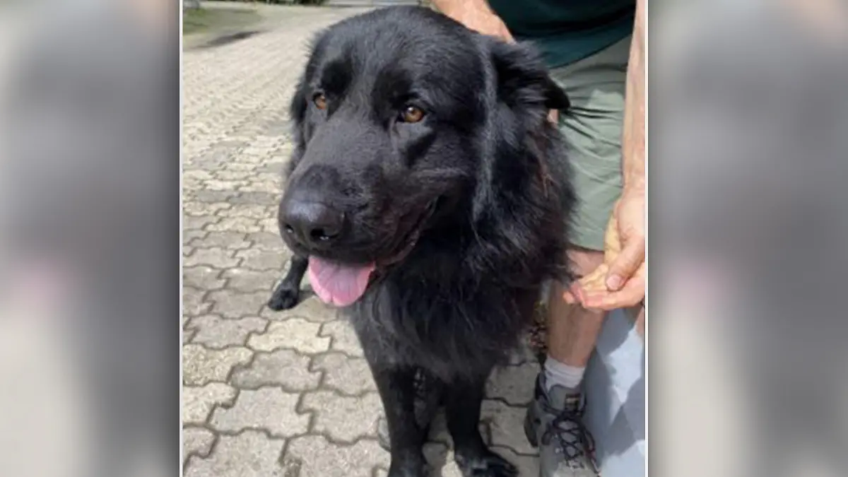 Hund Rocky ist auf der Suche nach einem neuen Zuhause.