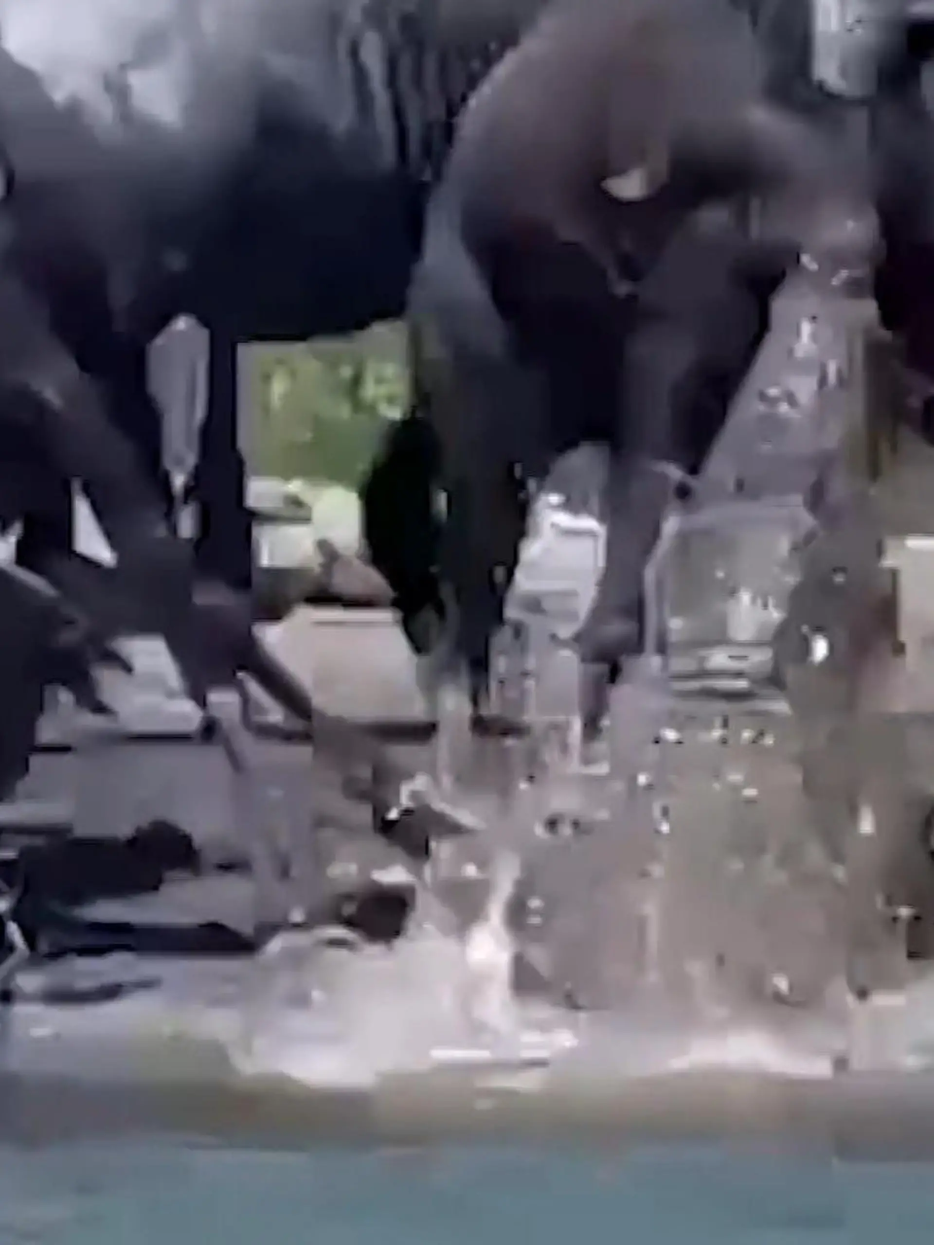 Ein Krokodil springt aus dem Wasser und verbeißt sich in eines der Gnus der Herde, die dort rastet.
