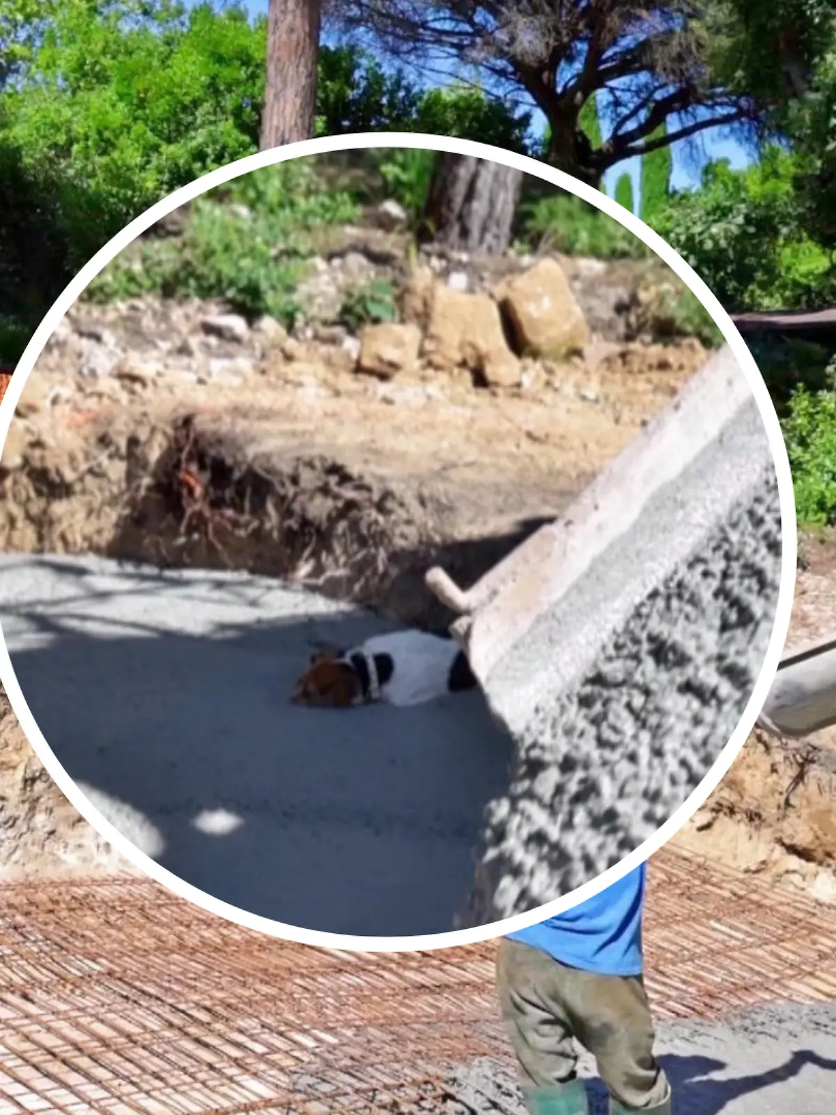 Plötzlich landet Hund Flash im flüssigen Beton.