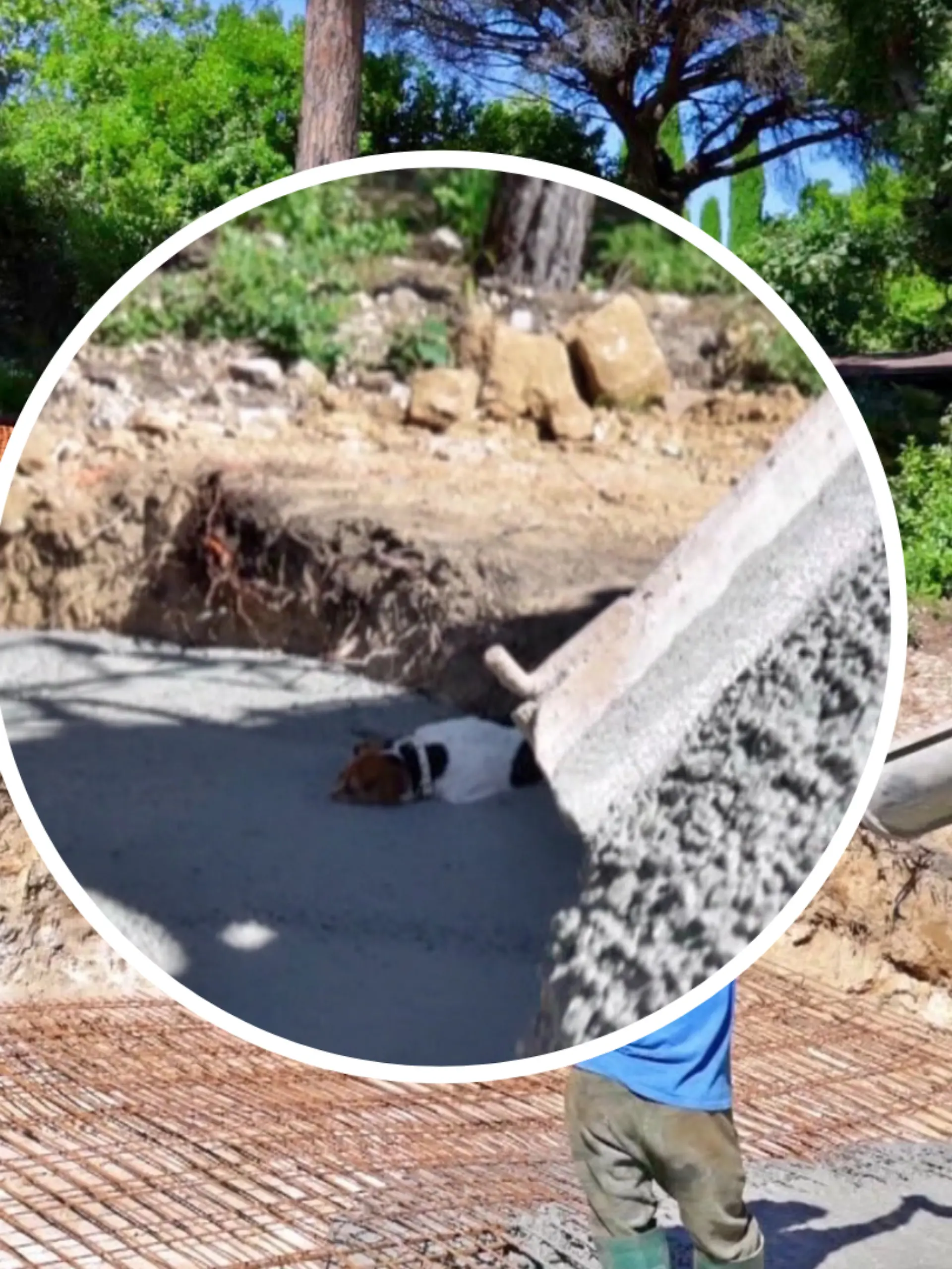 Plötzlich landet Hund Flash im flüssigen Beton.