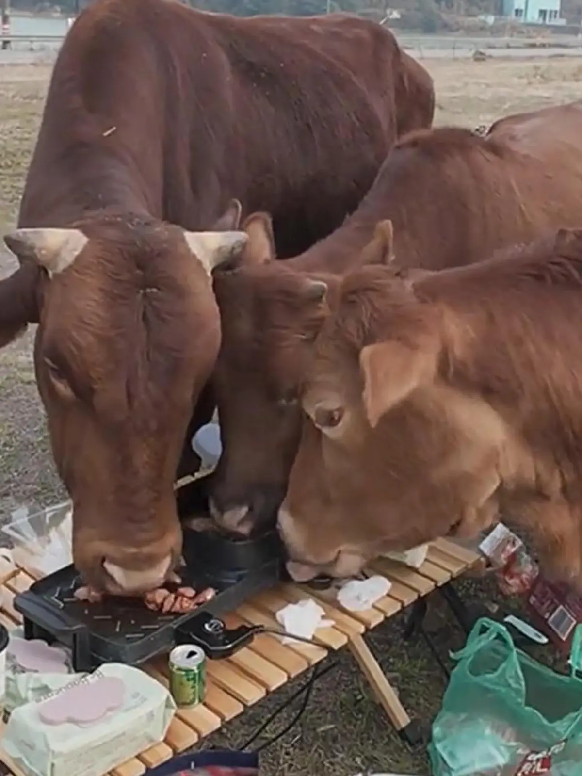 Muuh, heute gibts BarbeKUH! Kannibalen-Kühe kapern Grillfest