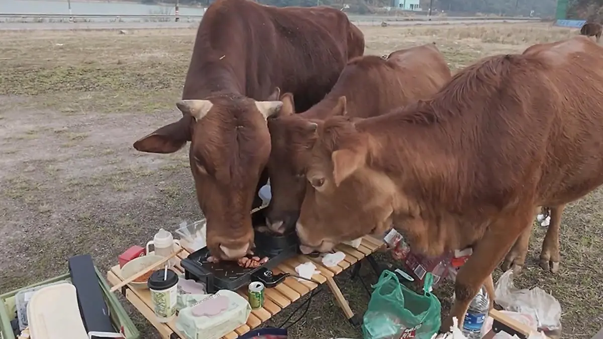 China: Muuh, heute gibts BarbeKUH! Kannibalen-Kühe kapern Grillfest