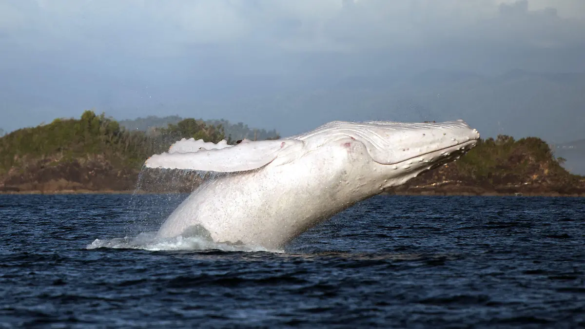 MANDATORY CREDIT: Jenny Dean/Rex Features. Editorial Use Only. No stock, books, advertising or merchandising without photographer's permission
Mandatory Credit: Photo by Jenny Dean/REX (3031334m)
(Pic 4 crop) White humpback whale
Photographer captures rare white humpback whale, Etty Bay, Queensland, Australia - 17 Aug 2013
FULL COPY: http://www.rexfeatures.com/nanolink/moxq

These stunning images capture a graceful show by a rare white whale.

Hobby photographer Jenny Dean managed to shoot the action last month as the humpback dived out of the water in Etty Bay near Innisfail, far north Queensland.

The mother-of-three, who is a clinical nurse and midwife, was on a whale-watching trip with her husband when they spotted the amazing mammal in the water.

It could have been Migaloo, thought to be the only all white humpback whale in the world. Migaloo is believed to migrate up the east coast of Australia from Antarctica to the warmer waters of Tropical North Queensland.

"It was an amazing experience, incredible to see that huge creature propel out of the water with such ease and agility. Even better to catch some pictures and they even worked out OK which considering the boat was rocking and Migaloo was very fast and unpredictable is double lucky."
