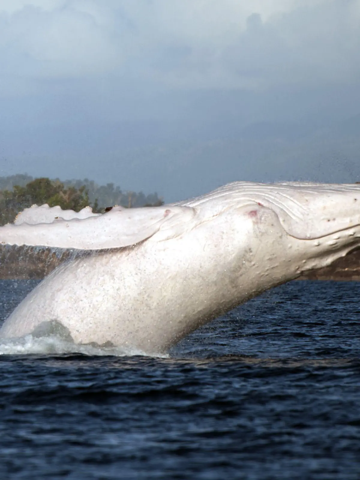 MANDATORY CREDIT: Jenny Dean/Rex Features. Editorial Use Only. No stock, books, advertising or merchandising without photographer's permission
Mandatory Credit: Photo by Jenny Dean/REX (3031334m)
(Pic 4 crop) White humpback whale
Photographer captures rare white humpback whale, Etty Bay, Queensland, Australia - 17 Aug 2013
FULL COPY: http://www.rexfeatures.com/nanolink/moxq

These stunning images capture a graceful show by a rare white whale.

Hobby photographer Jenny Dean managed to shoot the action last month as the humpback dived out of the water in Etty Bay near Innisfail, far north Queensland.

The mother-of-three, who is a clinical nurse and midwife, was on a whale-watching trip with her husband when they spotted the amazing mammal in the water.

It could have been Migaloo, thought to be the only all white humpback whale in the world. Migaloo is believed to migrate up the east coast of Australia from Antarctica to the warmer waters of Tropical North Queensland.

"It was an amazing experience, incredible to see that huge creature propel out of the water with such ease and agility. Even better to catch some pictures and they even worked out OK which considering the boat was rocking and Migaloo was very fast and unpredictable is double lucky."
