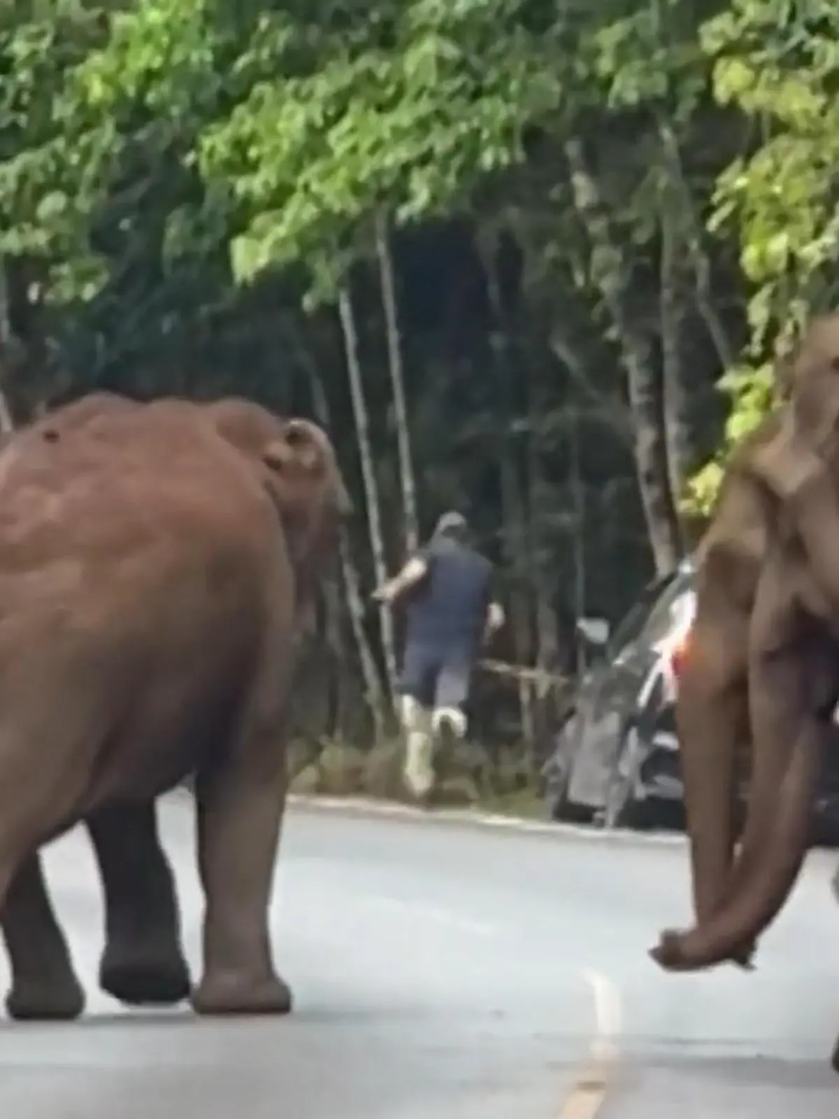 DAS ist unser Revier! Elefanten trompeten Touris in Flucht