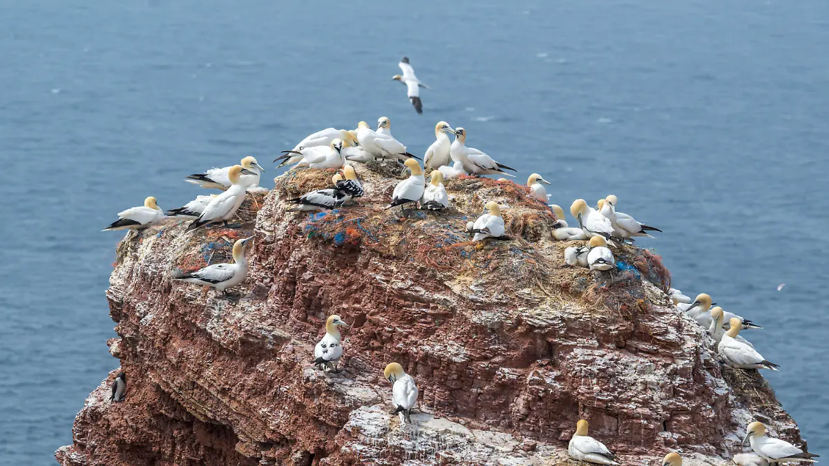 PRODUKTION - 19.06.2023, Schleswig-Holstein, Helgoland: Basstölpel brüten auf der Hochseeinsel Helgoland. Die auf Helgoland grassierende Geflügelpest betrifft nun auch die dortige Basstölpelkolonie. Das Friedrich-Löffler-Institut stellte bei der Probe eines Basstölpels fest, dass das Tier mit dem hochpathogenen Influenza-Virus H5N1 infiziert gewesen ist. Foto: Sina Schuldt/dpa +++ dpa-Bildfunk +++