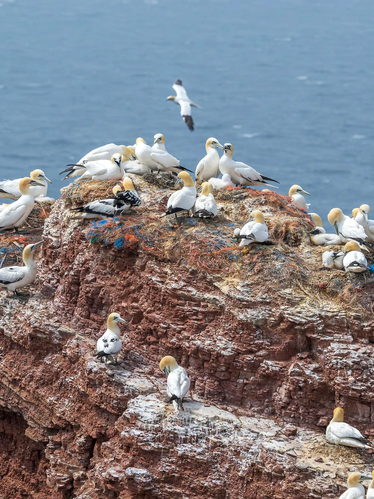 PRODUKTION - 19.06.2023, Schleswig-Holstein, Helgoland: Basstölpel brüten auf der Hochseeinsel Helgoland. Die auf Helgoland grassierende Geflügelpest betrifft nun auch die dortige Basstölpelkolonie. Das Friedrich-Löffler-Institut stellte bei der Probe eines Basstölpels fest, dass das Tier mit dem hochpathogenen Influenza-Virus H5N1 infiziert gewesen ist. Foto: Sina Schuldt/dpa +++ dpa-Bildfunk +++