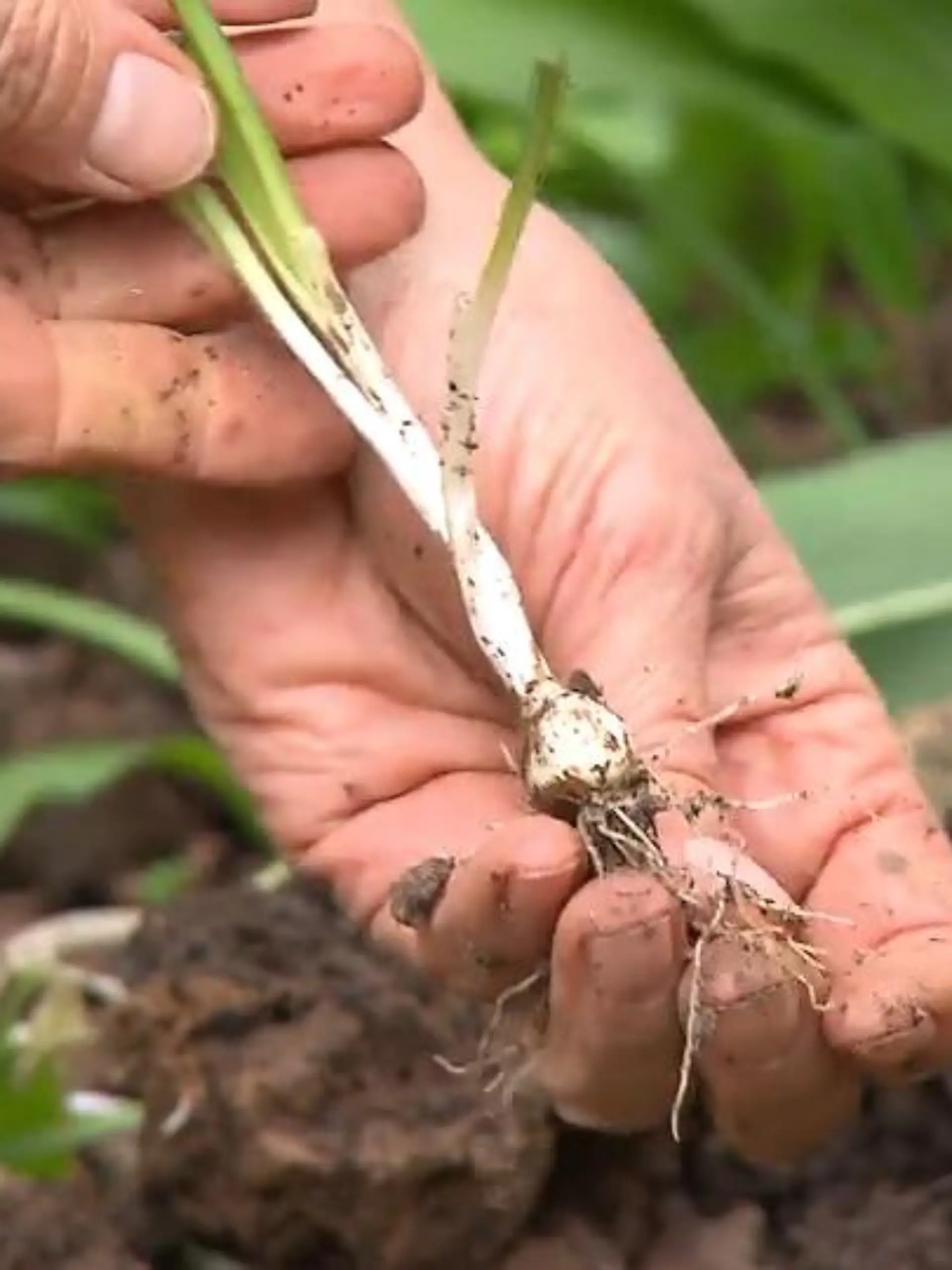 Auf einem Waldspaziergang fühlt man sich plötzlich an spanische Tapas erinnert – das könnte in Hessen passieren: Denn mit dem Frühling beginnt hier auch die Bärlauch-Saison, und dieses Wildkraut verbreitet einen Knoblauch-Duft. Doch das heimische Superfood kann noch viel mehr – Wissenswertes rund um das gesunde Kraut im Video!