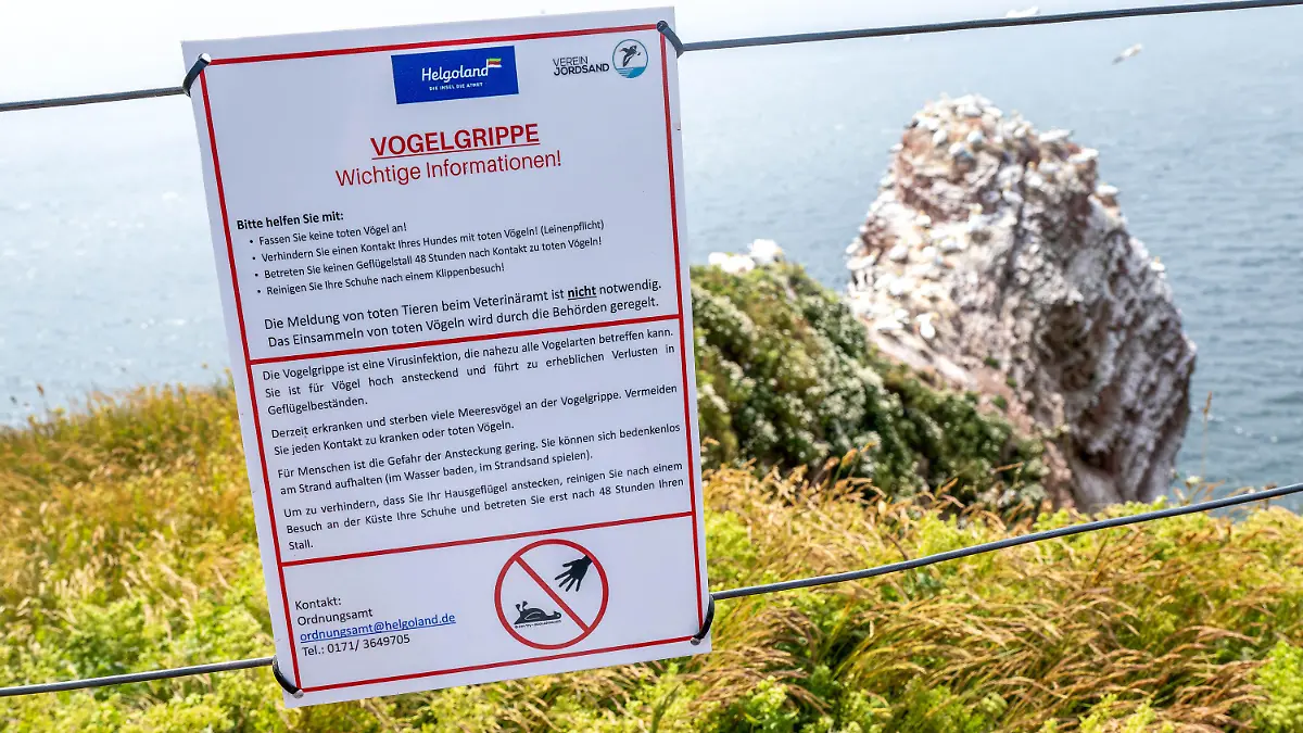 PRODUKTION - 19.06.2023, Schleswig-Holstein, Helgoland: Ein Schild informiert über die Vogelgrippe auf der Hochseeinsel Helgoland. Die auf Helgoland grassierende Geflügelpest betrifft nun auch die dortige Basstölpelkolonie. Das Friedrich-Löffler-Institut stellte bei der Probe eines Basstölpels fest, dass das Tier mit dem hochpathogenen Influenza-Virus H5N1 infiziert gewesen ist. Foto: Sina Schuldt/dpa +++ dpa-Bildfunk +++