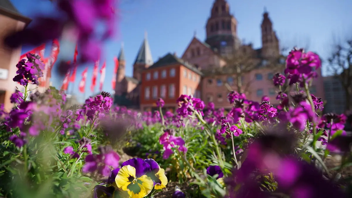 16.03.2025, Rheinland-Pfalz, Mainz: Frühlingsboten blühen vor dem Mainzer Dom. Foto: Andreas Arnold/dpa +++ dpa-Bildfunk +++