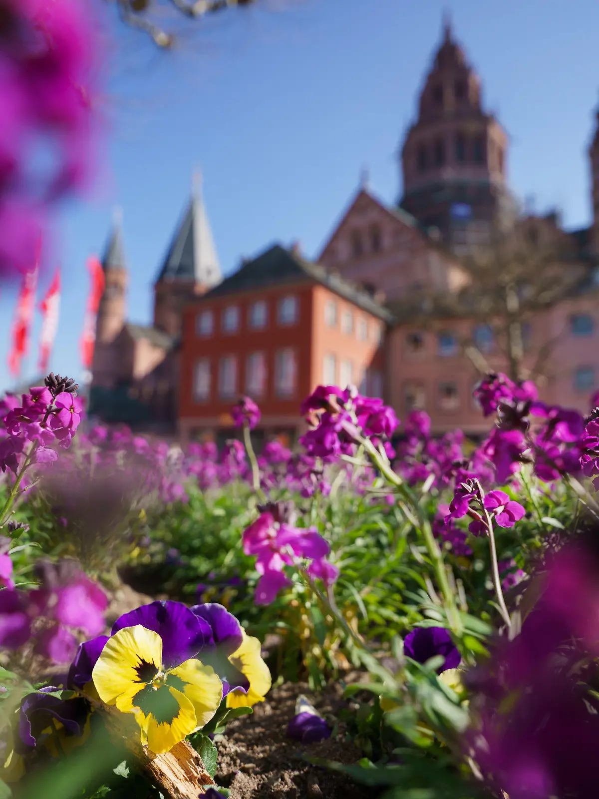 16.03.2025, Rheinland-Pfalz, Mainz: Frühlingsboten blühen vor dem Mainzer Dom. Foto: Andreas Arnold/dpa +++ dpa-Bildfunk +++