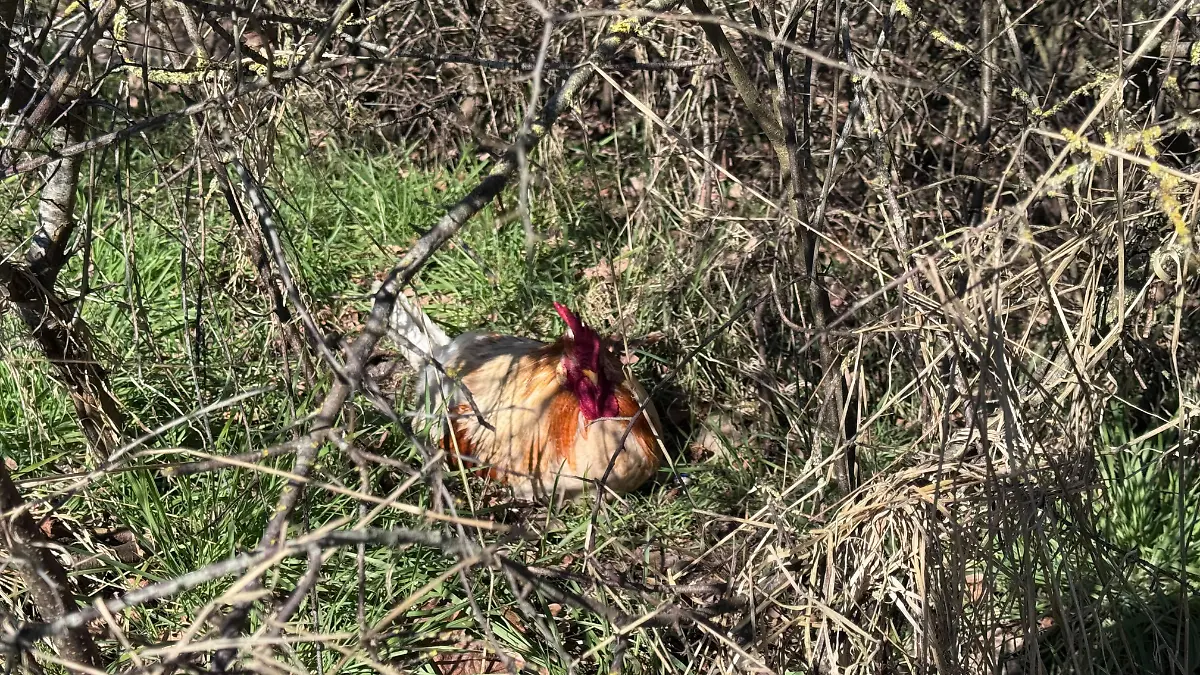 Hermann hat einen starken Willen! 