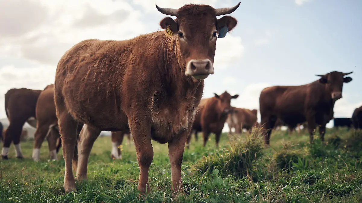 Shot of a herd of cows on a farm